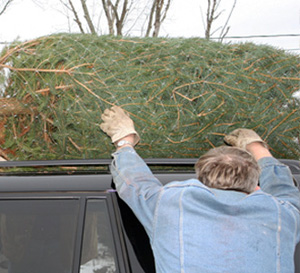 Hansens Christams Trees Sign